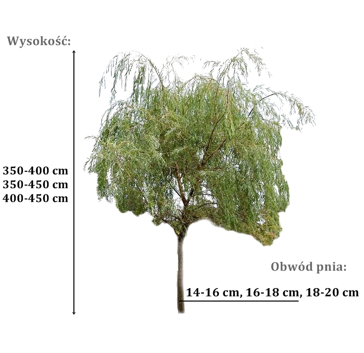 wierzba chrysocoma - duze sadzonki drzewa o roznych obwodach pnia